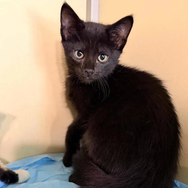 A baby small-sized male Black Domestic Short Hair cat named Eames for adoption in Capshaw, AL