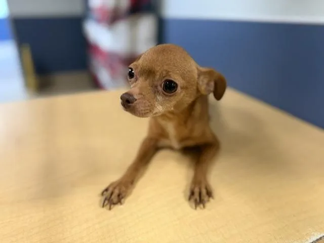 An adult small-sized female Chihuahua dog named Synphine for adoption in Miami, FL
