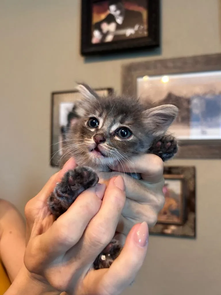 Fluffy thumbnail 2