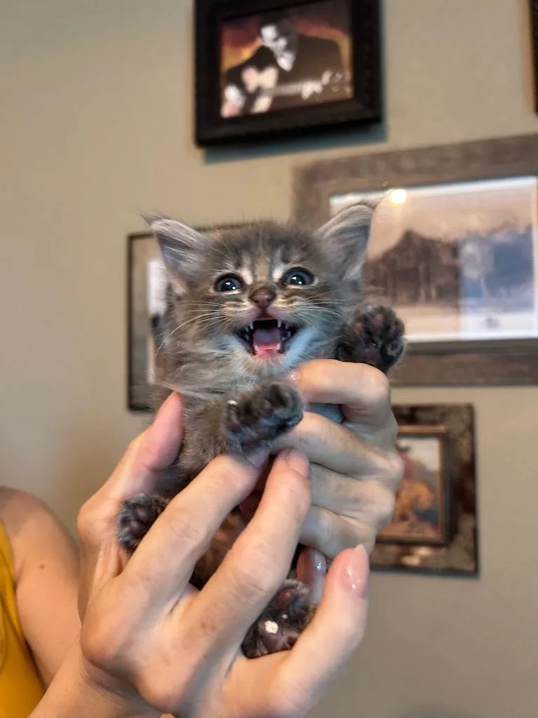 Fluffy thumbnail 6