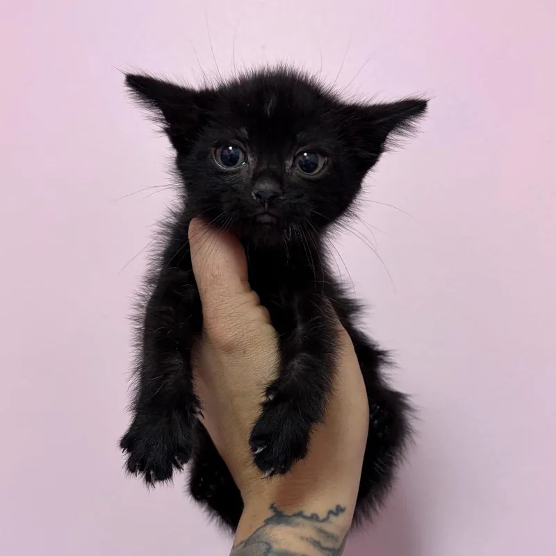 A baby small-sized female Domestic Long Hair cat named Camellia for adoption in Webster, TX