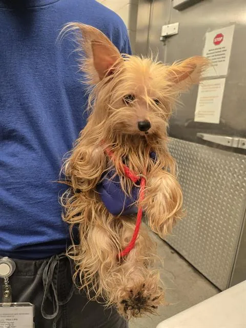 An adult small-sized female Mixed Breed dog named Tan for adoption in Dallas, TX