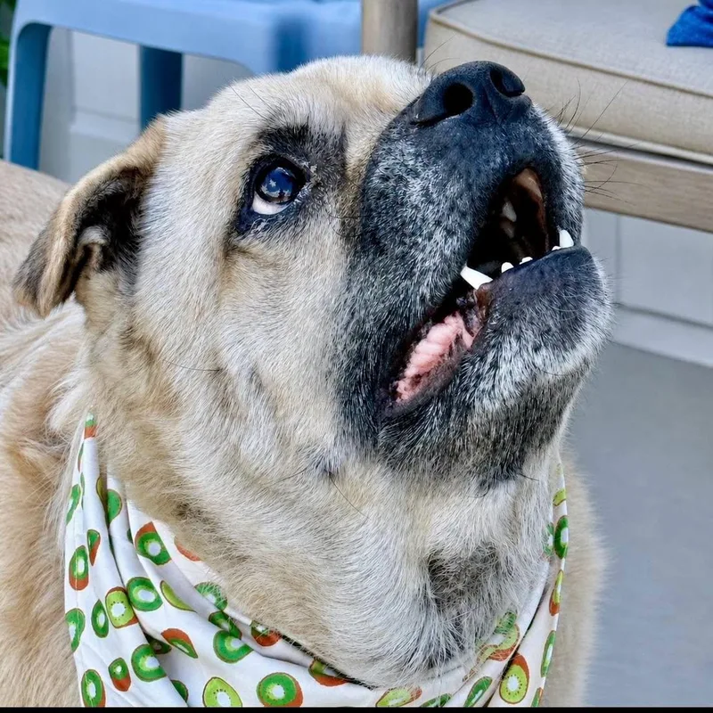 An adult medium-sized male Apricot / Beige Labrador Retriever dog named Sir Barklee for adoption in Effingham, IL