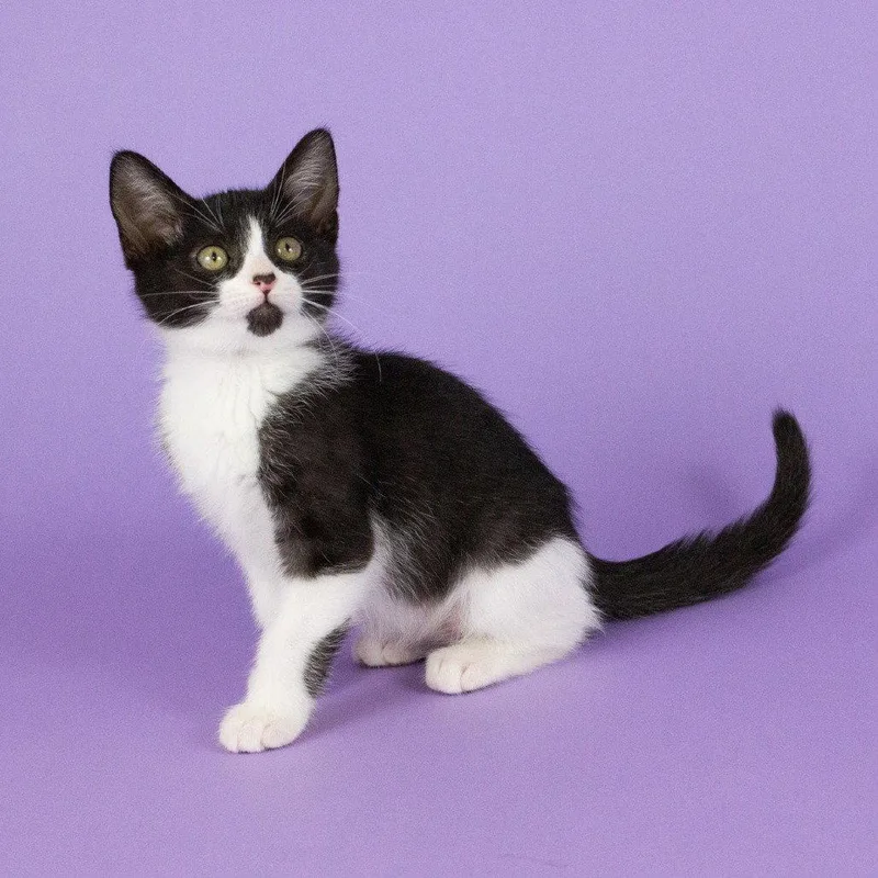 Jolly Roger