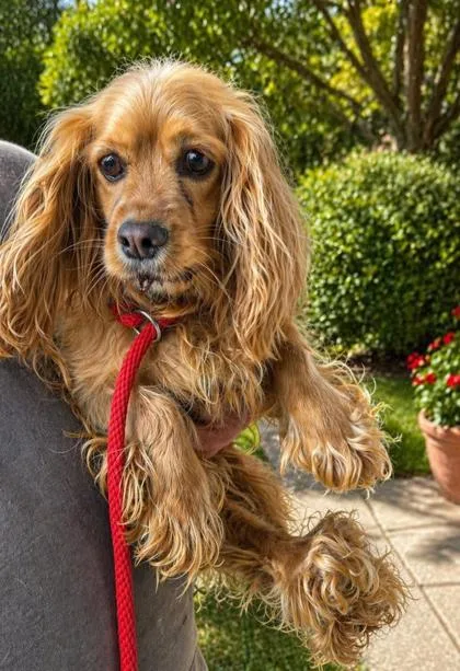 An adult small-sized female Cocker Spaniel dog named Nutmeg for adoption in Malvern, PA