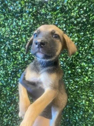 A baby small-sized female Apricot / Beige Mixed Breed dog named Marigold for adoption in El Paso, TX