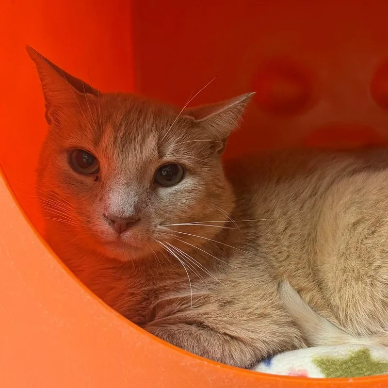 Caramel