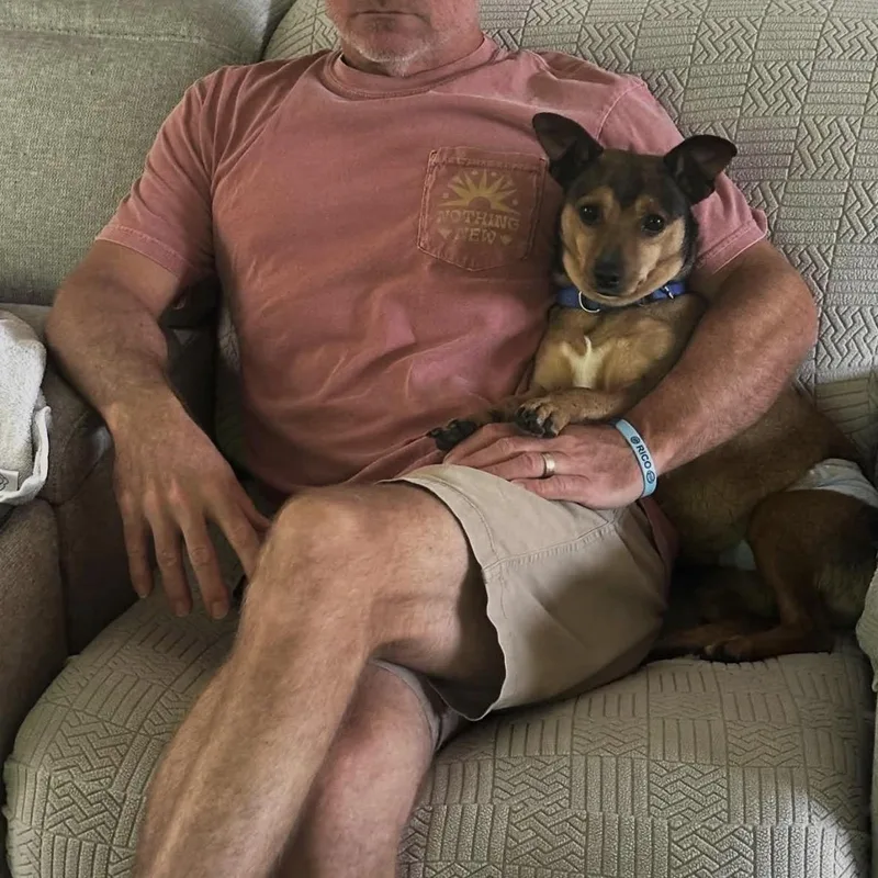 An adult small-sized male Bicolor Mixed Breed dog named Brownie for adoption in Palm Springs, FL