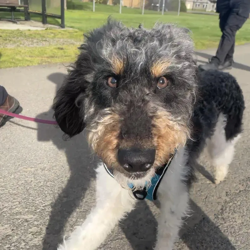 A young medium-sized male White / Cream Labradoodle dog named Austin for adoption in Lake Oswego, OR