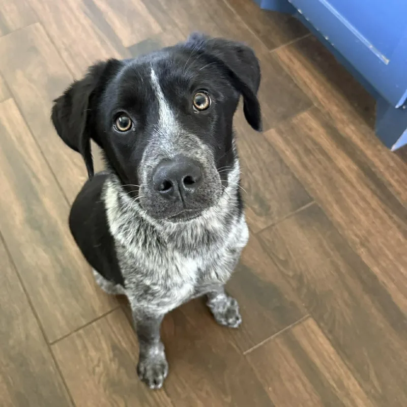 A young medium-sized male Australian Cattle Dog / Blue Heeler dog named Rino for adoption in Houston, TX