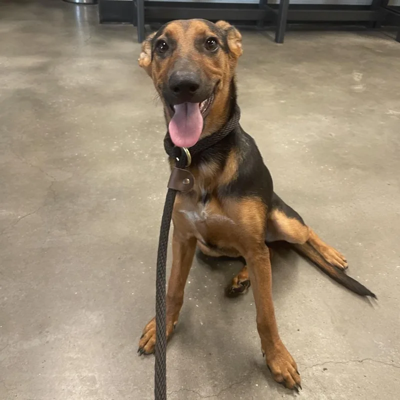 A baby medium-sized female Black Doberman Pinscher dog named Daphne for adoption in Tampa, FL