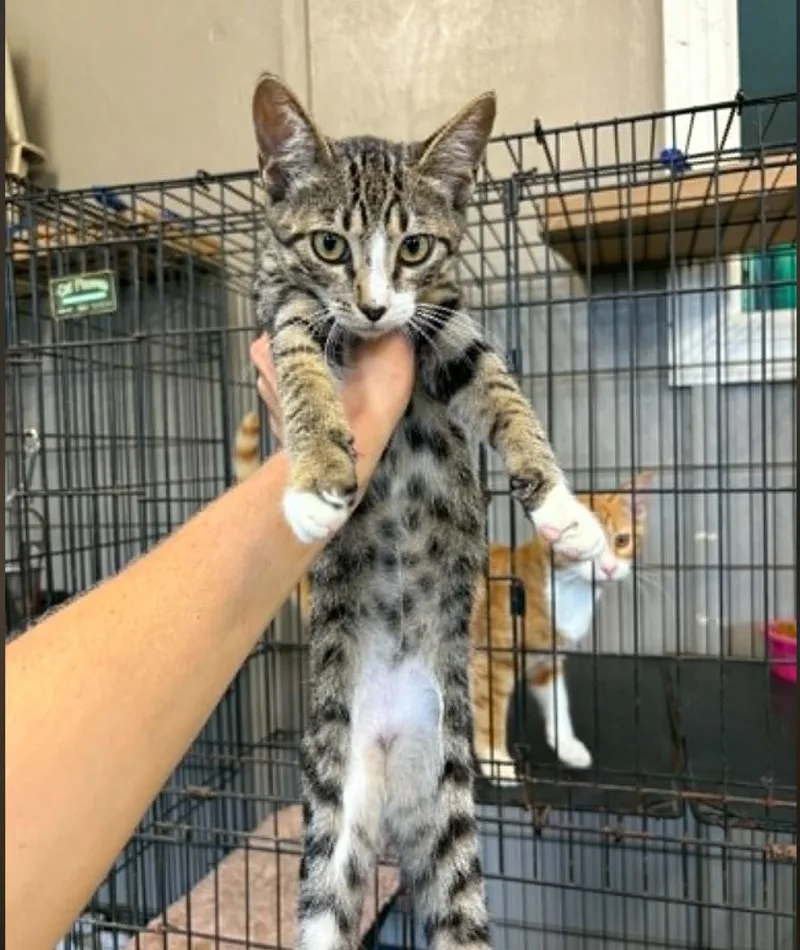 A baby small-sized male American Shorthair cat named Lynx for adoption in Plymouth, MN