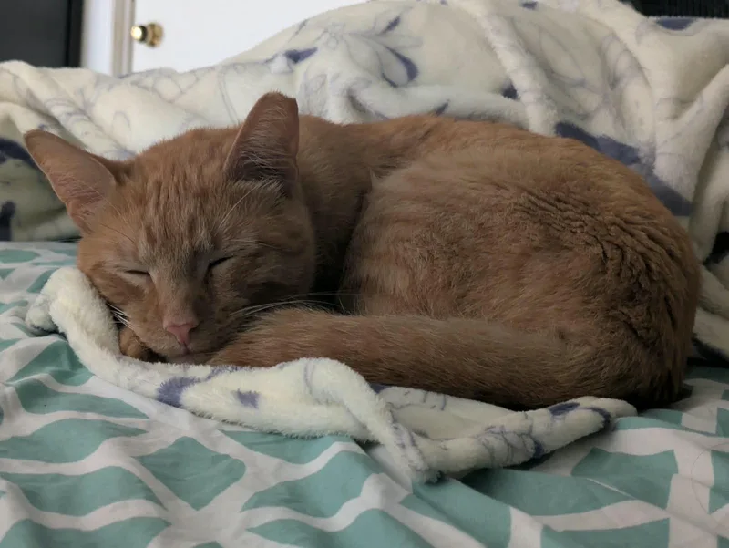 A young medium-sized male American Shorthair cat named Target for adoption in Highland Park, NJ