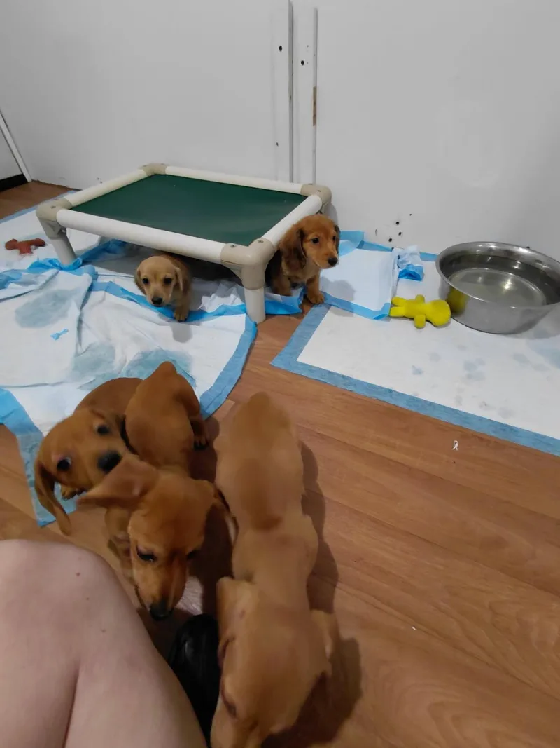 A baby small-sized male Red / Chestnut / Orange Dachshund (Miniature Long Haired) dog named Doxie Puppies for adoption in Millerstown, PA