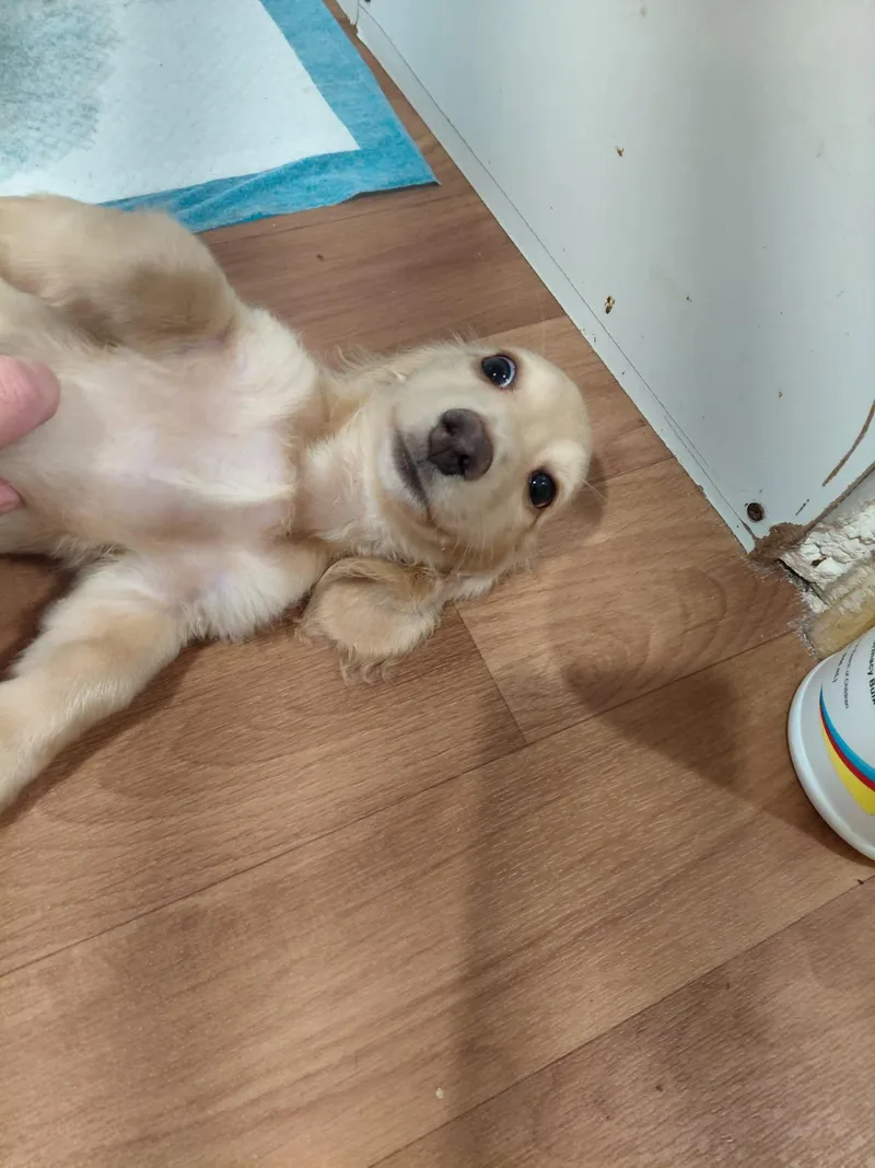 Doxie Puppies thumbnail 2