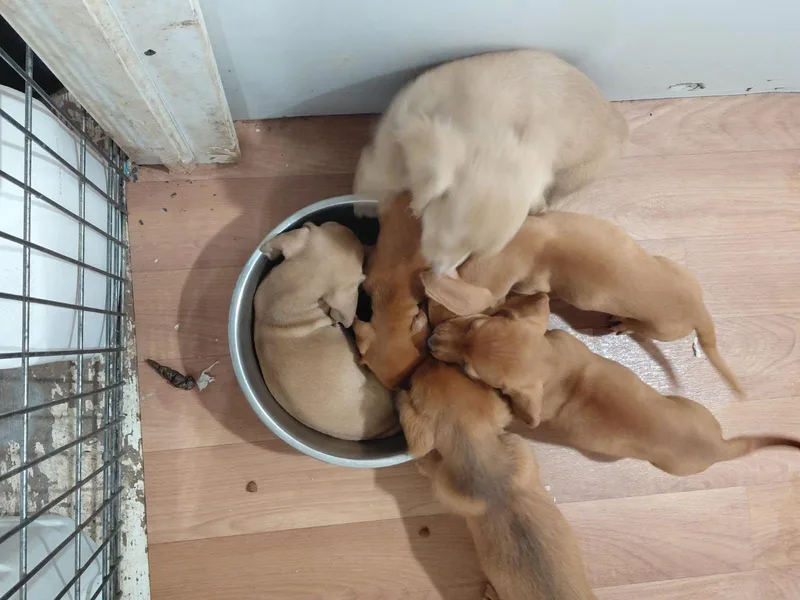 Doxie Puppies thumbnail 3