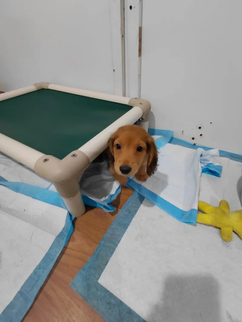 Doxie Puppies thumbnail 4