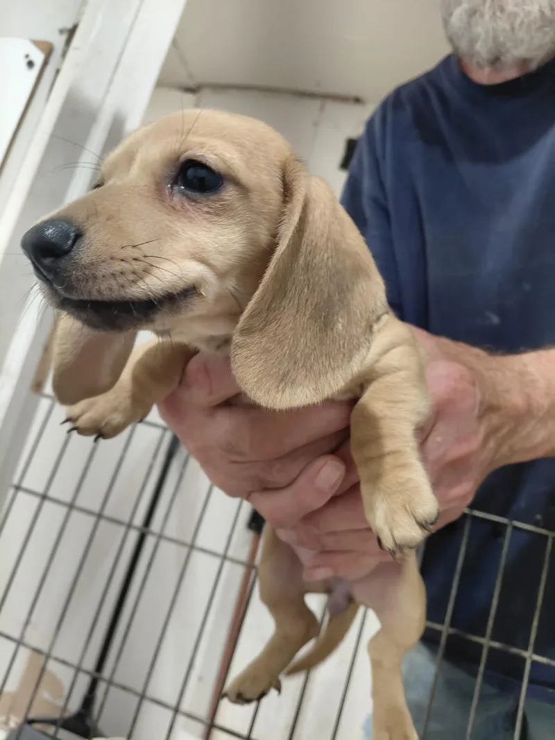 Doxie Puppies thumbnail 5