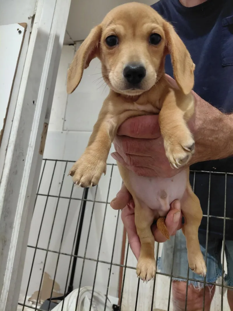 Doxie Puppies thumbnail 6
