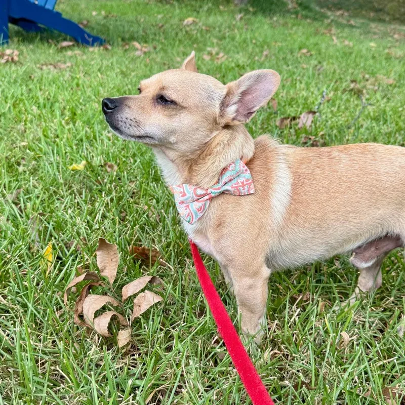 A young small-sized female Chihuahua dog named Splash for adoption in Bessemer, AL