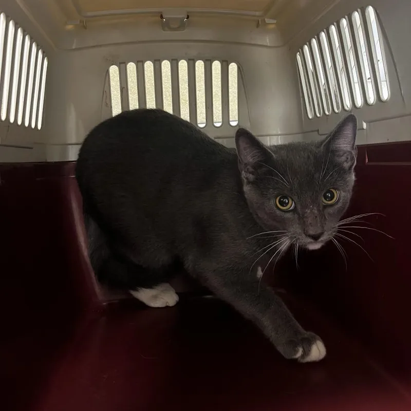 A young medium-sized male Gray / Blue / Silver Domestic Short Hair cat named Thimble for adoption in Harrisonburg, VA