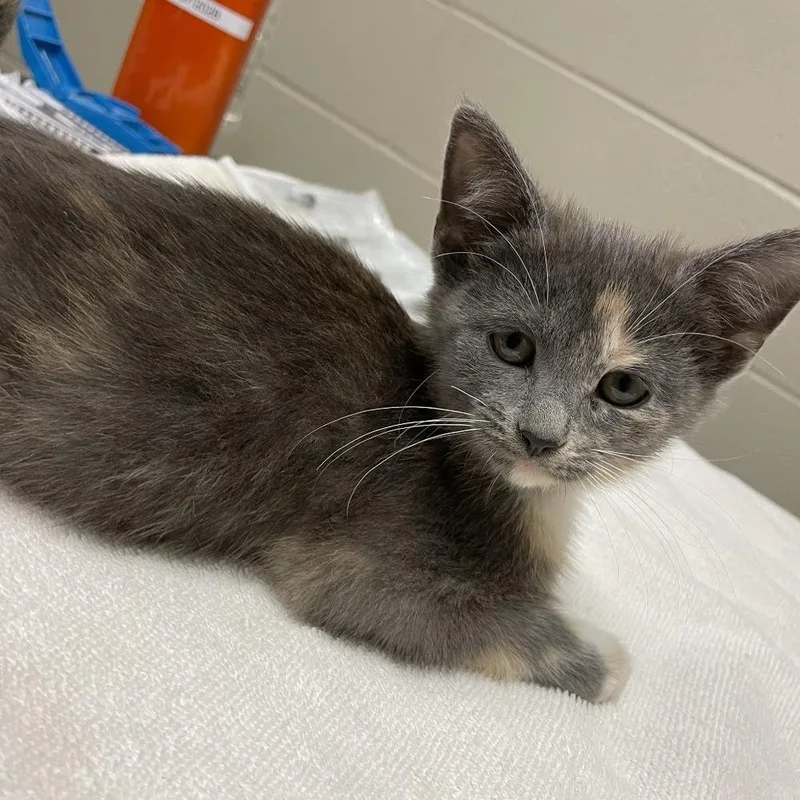 A baby small-sized female Domestic Short Hair cat named Lady Mary for adoption in South Bend, IN
