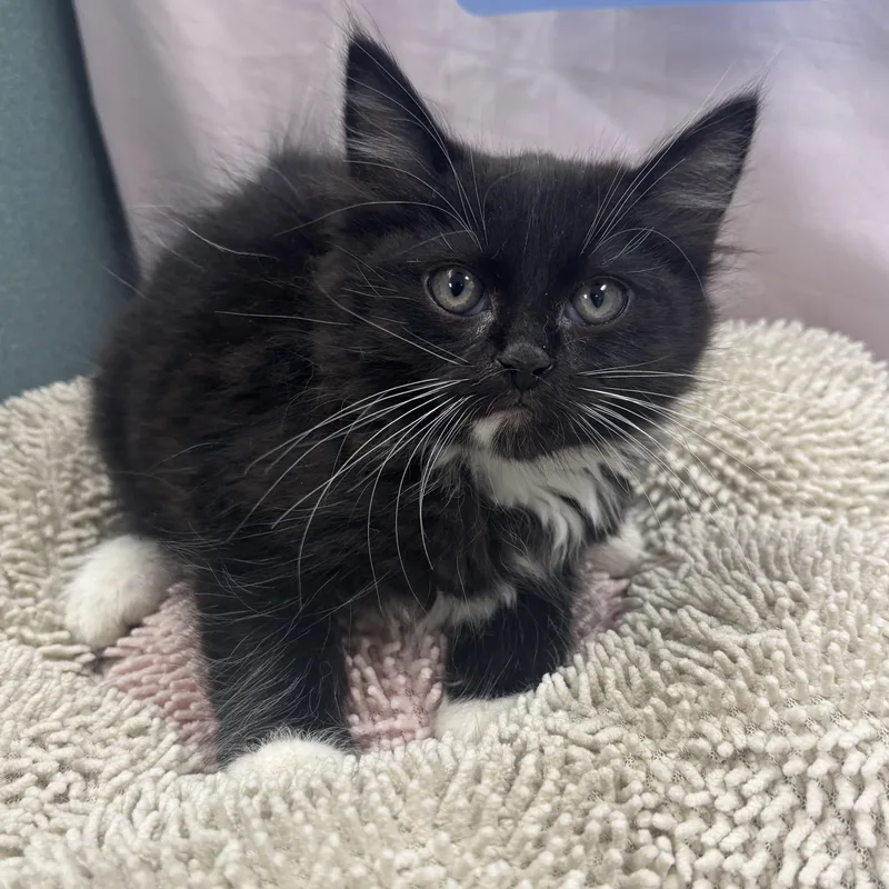 A baby medium-sized male Black & White / Tuxedo Maine Coon cat named Rudd for adoption in Bardstown, KY