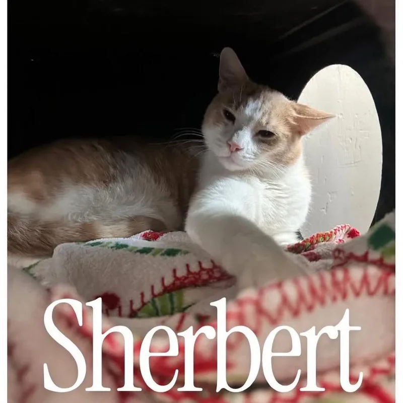 An adult small-sized male White Domestic Short Hair cat named Sherbet for adoption in Desert Hot Springs, CA