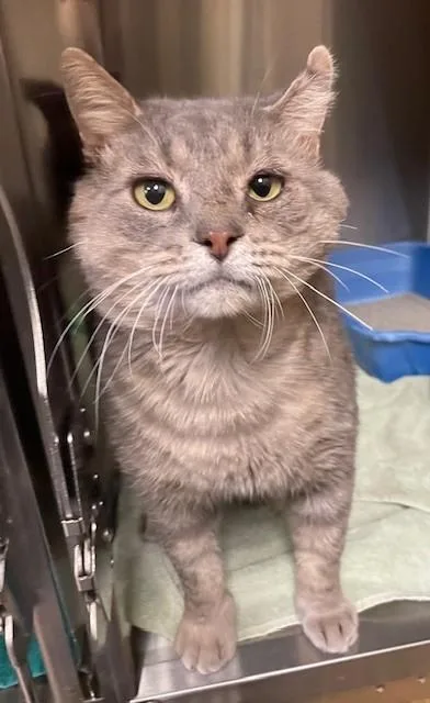 An adult medium-sized male Tabby (Gray / Blue / Silver) Domestic Short Hair cat named B & H for adoption in Prudenville, MI