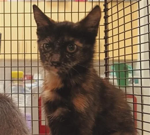 A baby medium-sized female Domestic Short Hair cat named Pearl for adoption in Los Angeles, CA