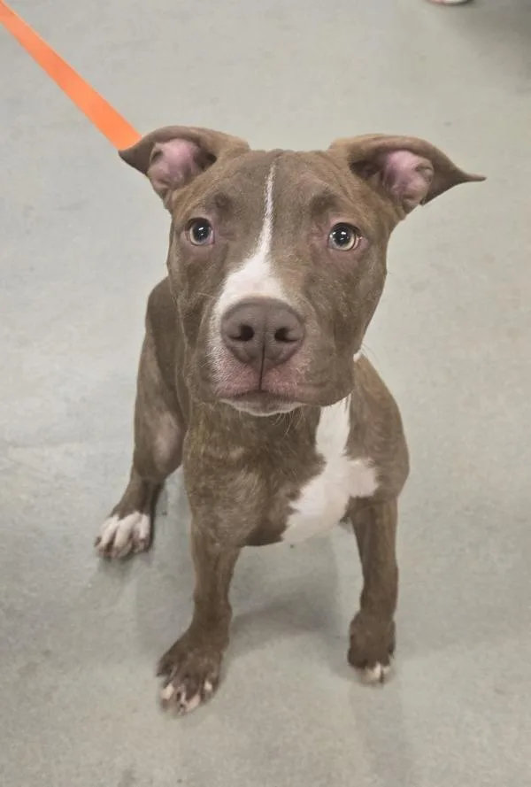 A young medium-sized male Pit Bull Terrier dog named Brian for adoption in Millersville, MD