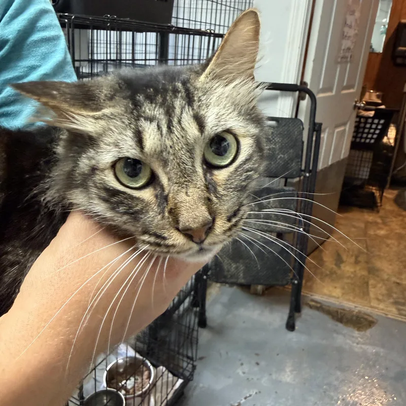 An adult medium-sized male Tabby (Brown / Chocolate) Tabby cat named Corn on the Cob for adoption in Columbia, SC