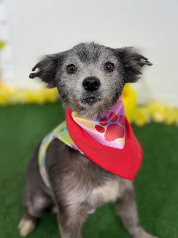 A young small-sized female Gray / Blue / Silver Border Terrier dog named Up for adoption in Carlsbad, CA