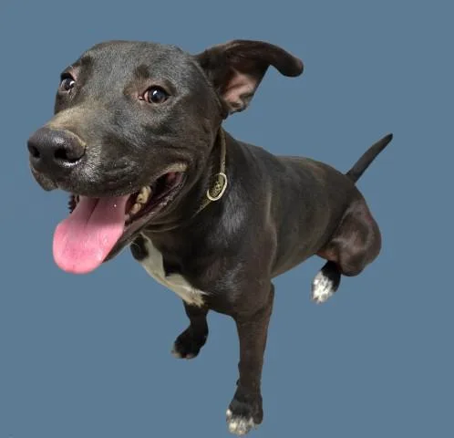 A young medium-sized male White / Cream Labrador Retriever dog named Bronco for adoption in Thousand Oaks, CA
