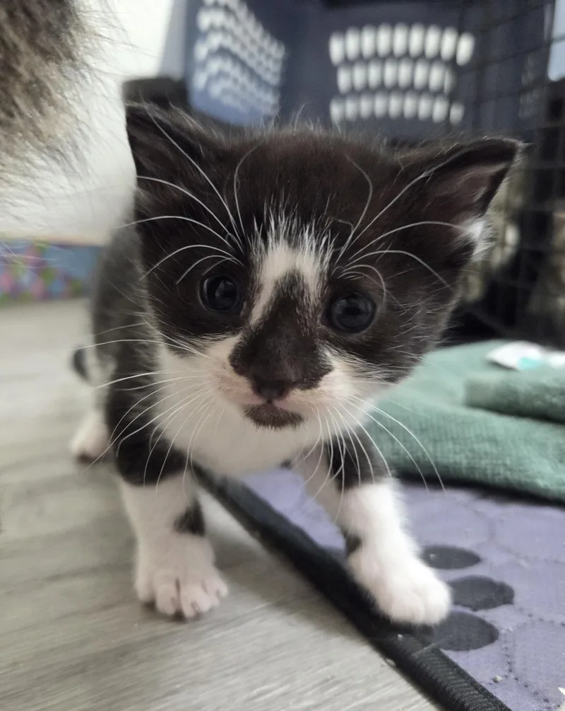Figaro