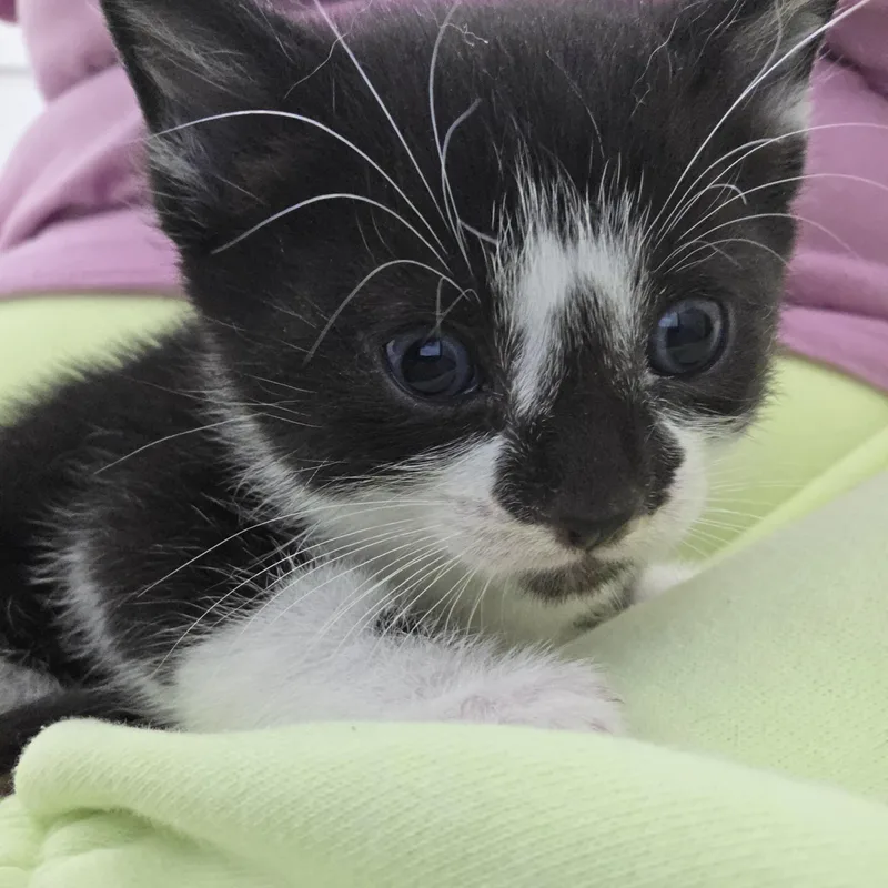 Figaro thumbnail 2