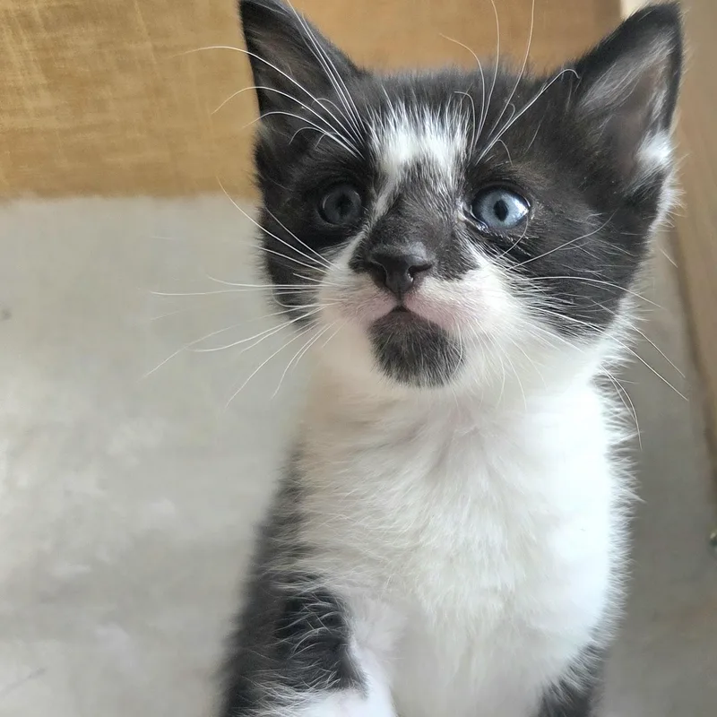 Figaro thumbnail 3