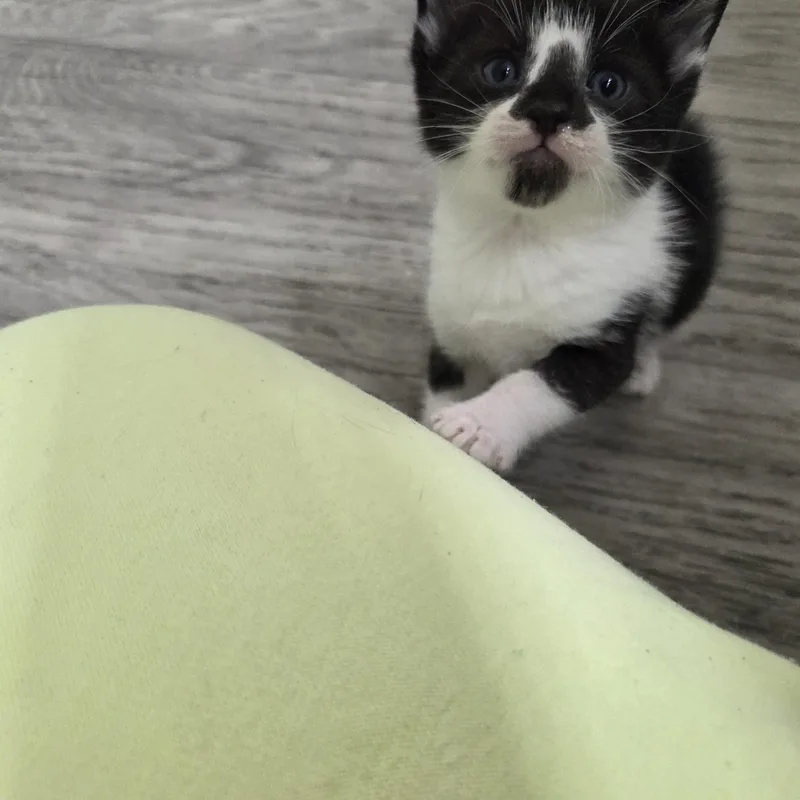 Figaro thumbnail 4