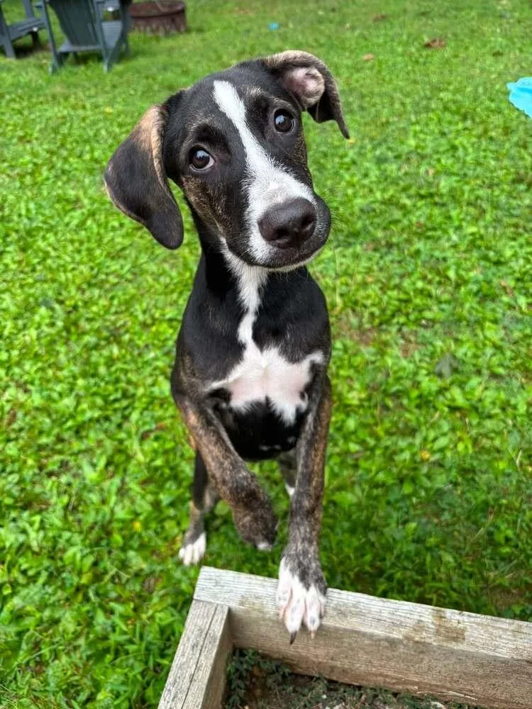 A baby medium-sized female Labrador Retriever dog named Prissy for adoption in Kimberton, PA