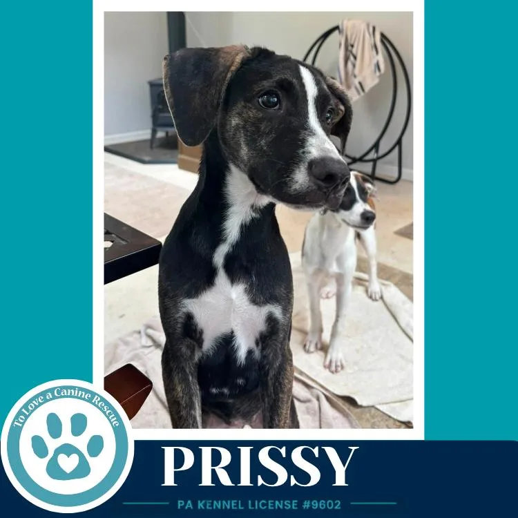 Prissy thumbnail 2