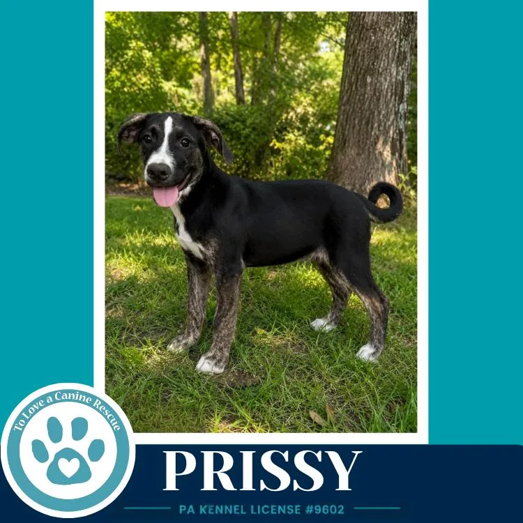 Prissy thumbnail 3