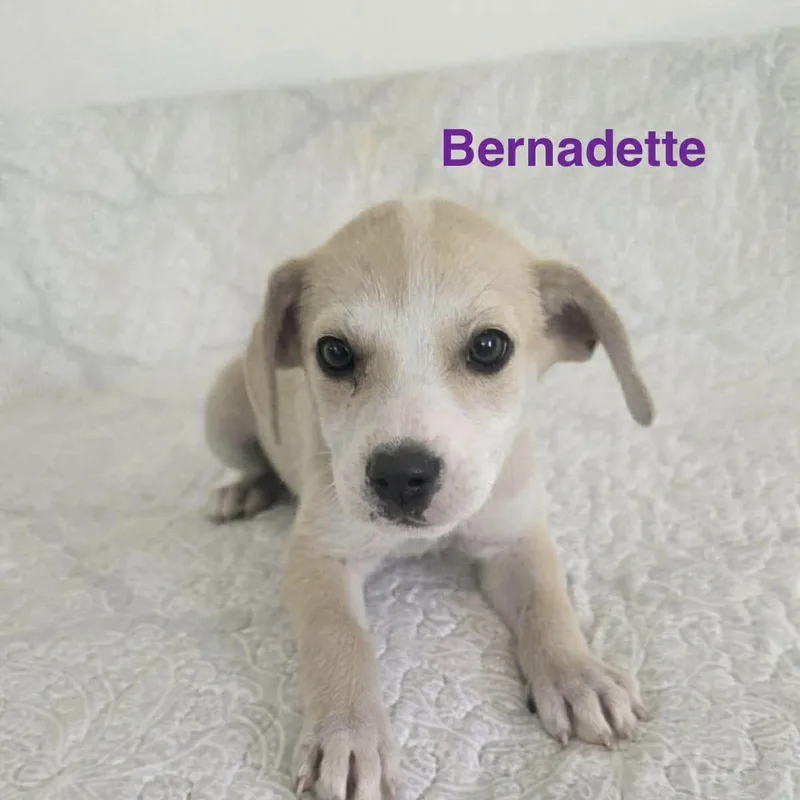 A baby medium-sized female Labrador Retriever dog named Bernadette for adoption in Warren, NJ