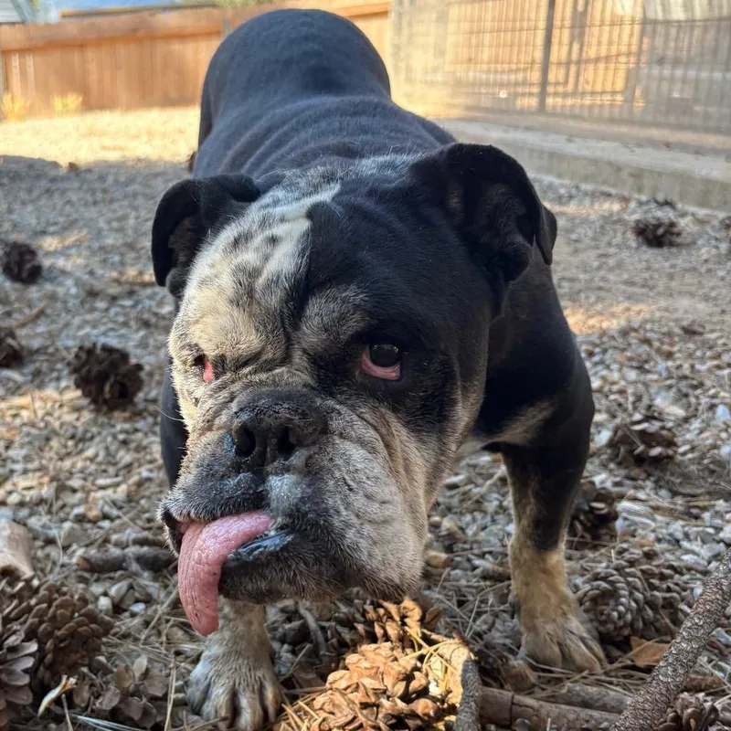 A senior medium-sized male Black English Bulldog dog named Nicky for adoption in Lakehead, CA
