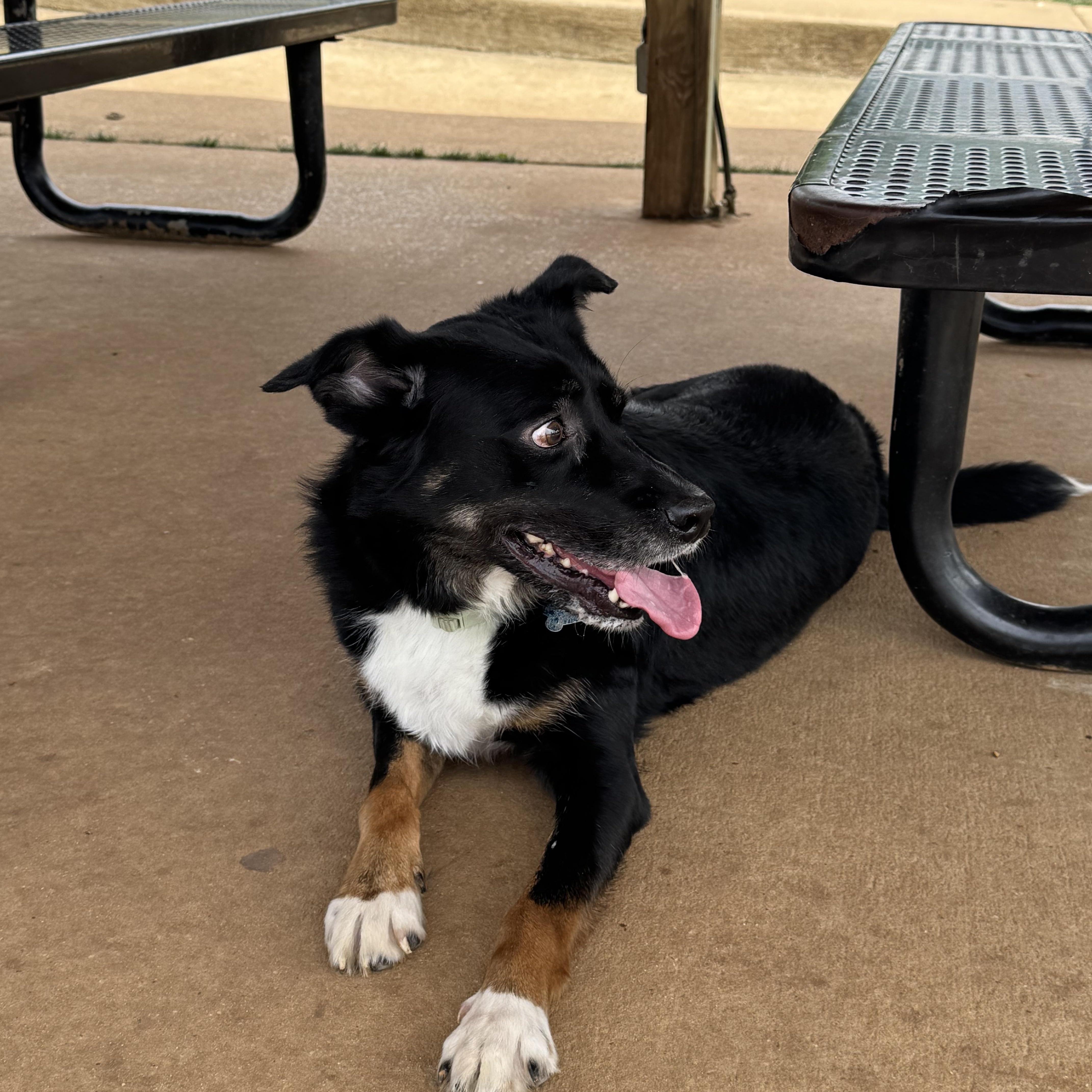 An adult medium-sized male Tricolor (Brown, Black, & White) Aussiedoodle dog named Oliver for adoption in Tuscaloosa, AL