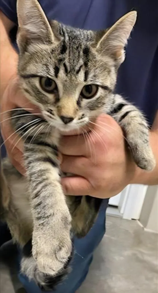 A baby medium-sized male Domestic Short Hair cat named Bud for adoption in Medford, WI