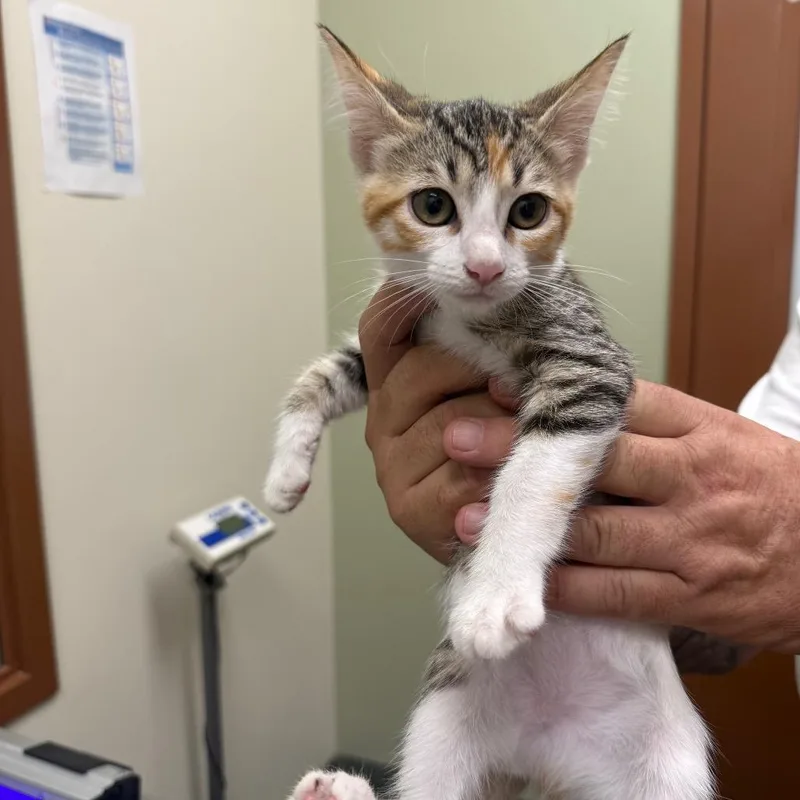 A baby small-sized female Calico Domestic Short Hair cat named Maggie for adoption in Upland, CA
