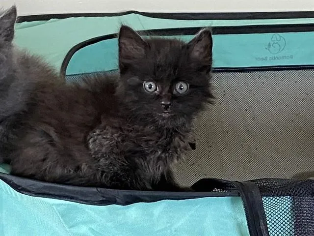 A baby small-sized female Domestic Short Hair cat named Chuchu for adoption in Palo Alto, CA