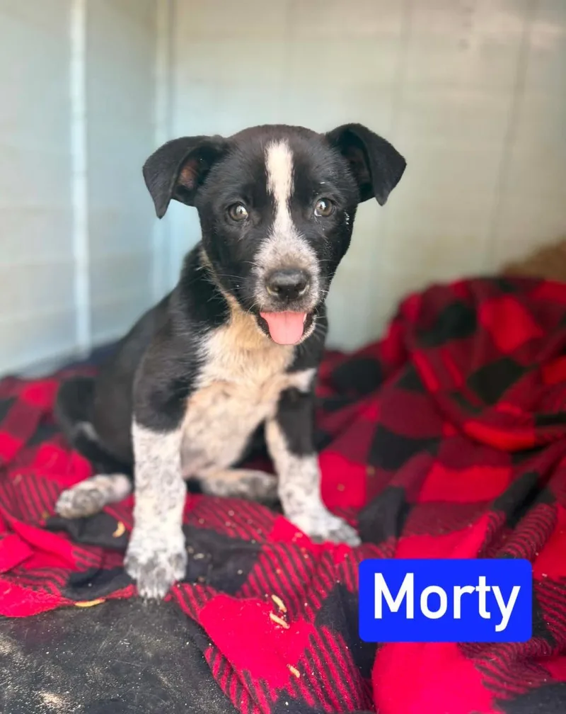 Morty