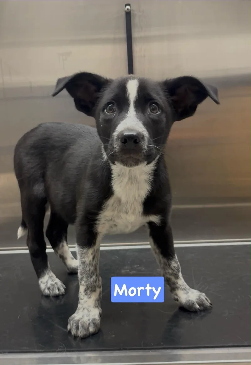 Morty thumbnail 2