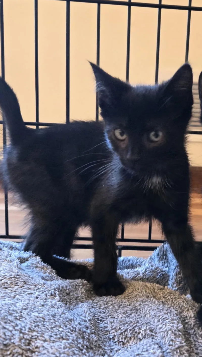 A young medium-sized female Black Domestic Short Hair cat named Charlie for adoption in Nutley, NJ